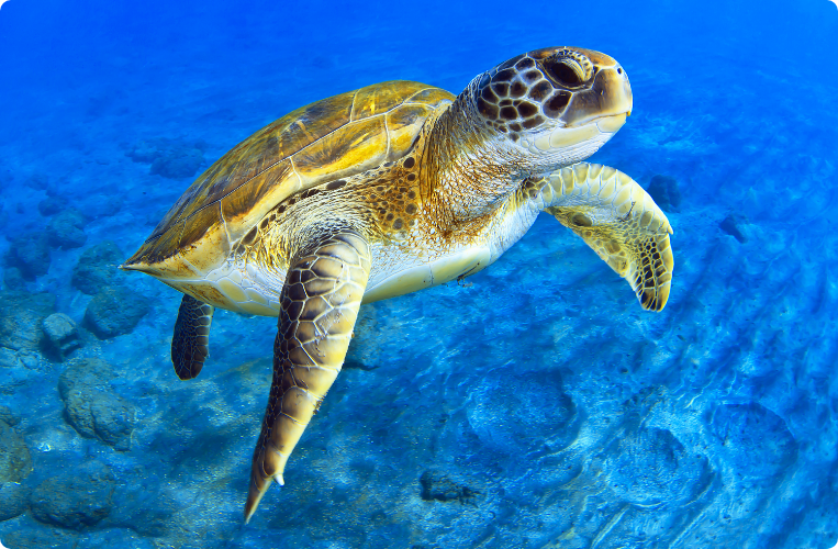 Immersive marine biology lesson in VR